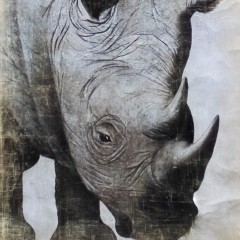 RHINO (90x180cm)